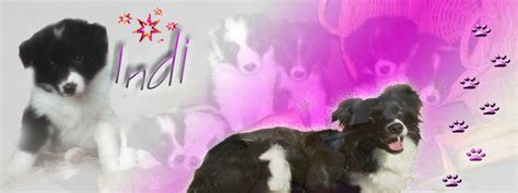 showtime agility|agility show online.